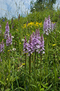 Spotted-orchid_Common_LP0051_21_Howell_Hill